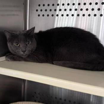 Theodore "Theo" Love -  Domestic Short Hair Cat for Adoption in Denver, Colorado - Theodore "Theo" Love | PetCurious