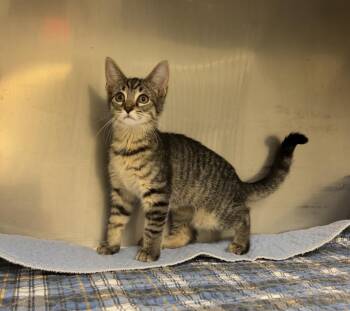 Miter Saw -  Domestic Short Hair Cat for Adoption in Montville, New Jersey - Miter Saw | PetCurious