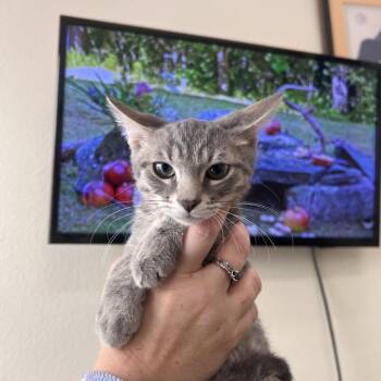 Garth Brooks -  Domestic Short Hair Cat for Adoption in Las Vegas, Nevada - Garth Brooks | PetCurious