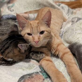 Rescue Domestic Short Hair Cats for Adoption in Portage, Michigan - Butterfly | PetCurious