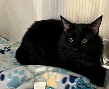 Jack Black -  Domestic Medium Hair Cat for Adoption in Richland Hills, Texas - Jack Black | PetCurious