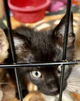 Rescue Bombay and Domestic Medium Hair Cats for Adoption in New Orleans, Louisiana - Biskit | PetCurious