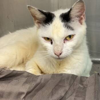 Rescue Domestic Short Hair Cats for Adoption in Brownsboro, Alabama - Cream Soda | PetCurious