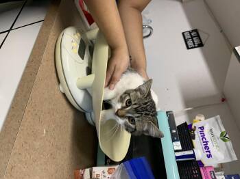 Rescue Domestic Short Hair Cats for Adoption in Bisbee, Arizona - Raven | PetCurious