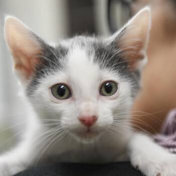 Domestic Short Hair Cats Available for Adoption in Redwood City, California - Genghis | PetCurious