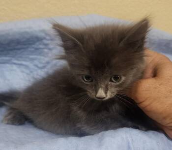 Smokey Grey -  Siamese Cat for Adoption in New Braunfels, Texas - Smokey Grey | PetCurious