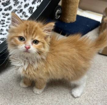 Domestic Long Hair Cats Available for Adoption - O
