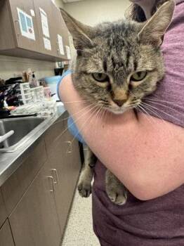 Fergie (at Smitten Kitten) -  Domestic Short Hair Cat for Adoption in Fishers, Indiana - Fergie (at Smitten Kitten) | PetCurious