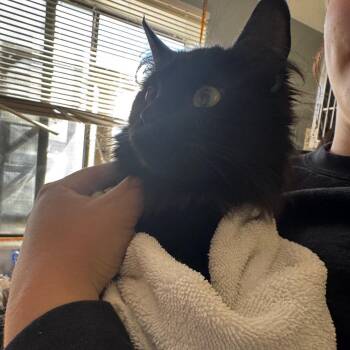 Stella -  Domestic Medium Hair Cat for Adoption in Carlin, Nevada - Stella | PetCurious