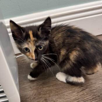 Emily -  Domestic Short Hair Cat for Adoption in Buffalo, New York - Emily | PetCurious