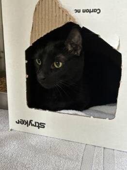 Domestic Short Hair Cats Available for Adoption - Gino | PetCurious