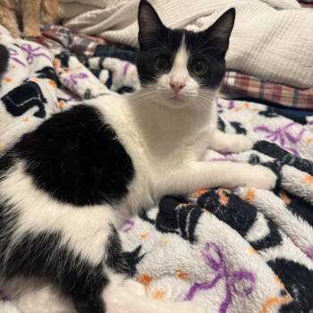 Waddles -  Domestic Short Hair Cat for Adoption in Statesboro, Georgia - Waddles | PetCurious