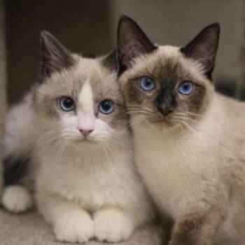 Ragdoll Cats Available for Adoption - Darian & Kalym | PetCurious