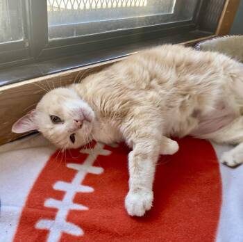 Cobbler -  Domestic Short Hair and Tabby Cat for Adoption in Fargo, North Dakota - Cobbler | PetCurious