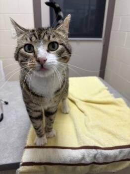 Gentle Giant -  Domestic Short Hair Cat for Adoption in Westland, Michigan - Gentle Giant | PetCurious