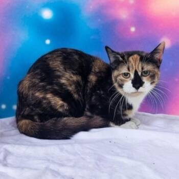 Domestic Short Hair Cats Available for Adoption - BEATRICE SNICKERDOODLE | PetCurious