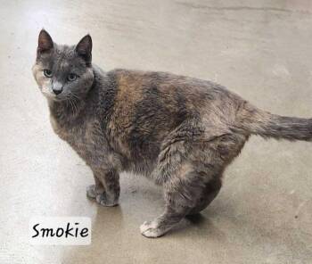 Smokie -  Domestic Short Hair Cat for Adoption in Durand, Wisconsin - Smokie | PetCurious