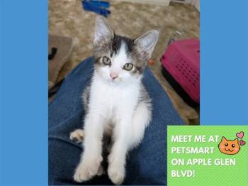 STAR -  Domestic Short Hair Cat for Adoption in Fort Wayne, Indiana - STAR | PetCurious