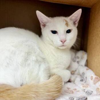Carmine -  Domestic Short Hair Cat for Adoption in Atlanta, Georgia - Carmine | PetCurious