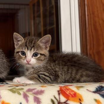 Stella -  Tabby Cat for Adoption in Decorah, Iowa - Stella | PetCurious