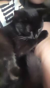 Domestic Short Hair Cats Available for Adoption - Latte | PetCurious