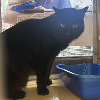 Mason -  Domestic Long Hair Cat for Adoption in Worcester, Massachusetts - Mason | PetCurious
