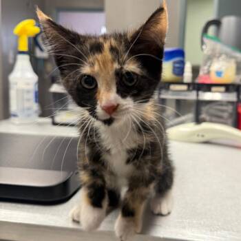 Puff -  Domestic Short Hair Cat for Adoption in Spokane, Washington - Puff | PetCurious