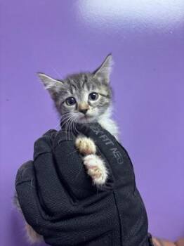 61555552 -  Domestic Short Hair Cat for Adoption in El Paso, Texas - 61555552 | PetCurious