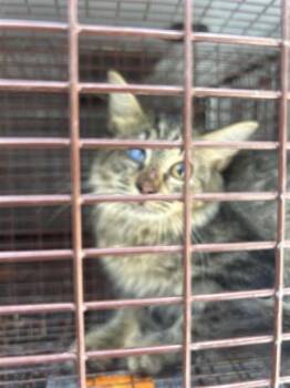 A661961 -  Domestic Short Hair Cat for Adoption in Houston, Texas - A661961 | PetCurious