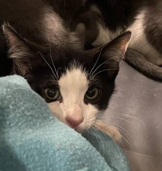 Domestic Short Hair Cats Available for Adoption in Tallahassee, Florida - SERRANO-BARN | PetCurious