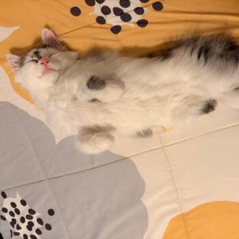 Aerosmith -  Domestic Long Hair Cat for Adoption in Evanston, Illinois - Aerosmith | PetCurious
