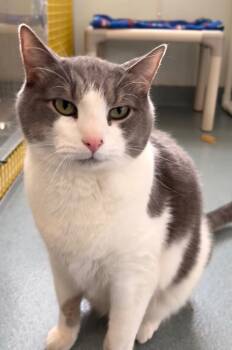 American Shorthair Cats Available for Adoption - Pascal | PetCurious