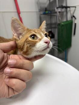 Nf21 Jefferson -  Domestic Short Hair Cat for Adoption in Lawrenceville, Georgia - Nf21 Jefferson | PetCurious