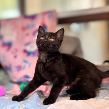 Squeaks -  Domestic Short Hair Cat for Adoption in Nashville, Indiana - Squeaks | PetCurious