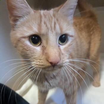 Domestic Medium Hair Cats Available for Adoption - Eleven | PetCurious