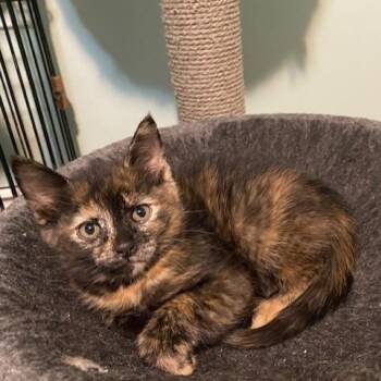 IVY -  Tortoiseshell and Domestic Short Hair Cat for Adoption in Niagara-on-the-lake, Ontario - IVY | PetCurious