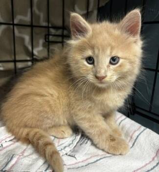 Domestic Long Hair Cats Available for Adoption in Lafayette, Louisiana - Beckham | PetCurious