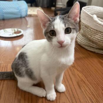 Domino -  Domestic Short Hair Cat for Adoption in Los Angeles, California - Domino | PetCurious