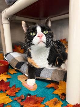 Thelma -  Domestic Short Hair Cat for Adoption in Detroit, Michigan - Thelma | PetCurious