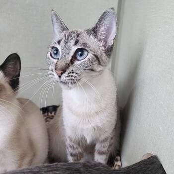 Rescue Siamese and Domestic Short Hair Cats for Adoption in Monroe, Michigan - Vampira | PetCurious