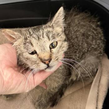 Domestic Short Hair Cats Available for Adoption in Cedaredge, Colorado - Amelia | PetCurious