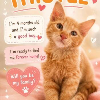Thistle -  Domestic Medium Hair Cat for Adoption in Warren, New Jersey - Thistle | PetCurious