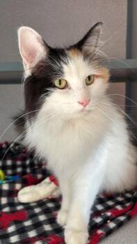 Tina -  Domestic Long Hair Cat for Adoption in Waupaca, Wisconsin - Tina | PetCurious