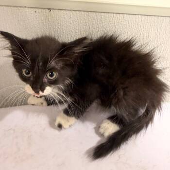 Bones -  Domestic Medium Hair Cat for Adoption in Tampa, Florida - Bones | PetCurious