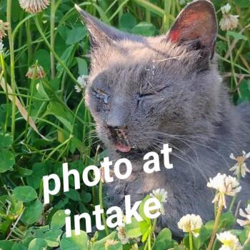 Iris -  Domestic Short Hair and Russian Blue Cat for Adoption in Ringtown, Pennsylvania - Iris | PetCurious