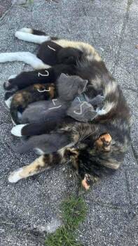 Snooki -  Calico and Domestic Short Hair Cat for Adoption in Deltona, Florida - Snooki | PetCurious