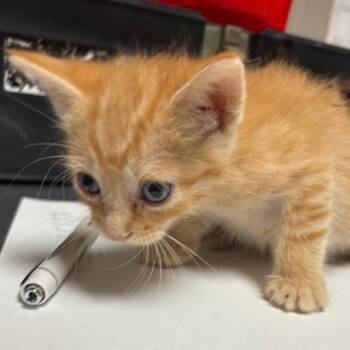 Poncho -  Domestic Short Hair Cat for Adoption in Yuma, Arizona - Poncho | PetCurious