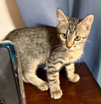 Terry -  Domestic Short Hair Cat for Adoption in Arnold, Missouri - Terry | PetCurious
