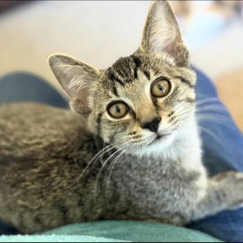 Logan -  Domestic Short Hair Cat for Adoption in Sweetwater, Tennessee - Logan | PetCurious