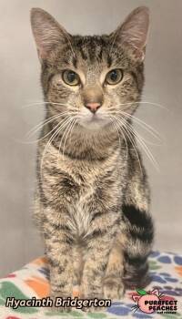Domestic Short Hair Cats Available for Adoption - Hyacinth Bridgerton | PetCurious